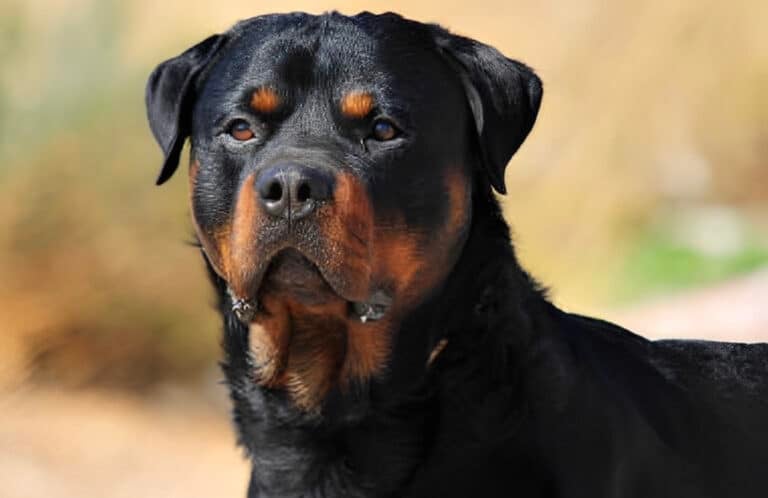 Είνα τα Ροτβάιλερ επικίνδυνα για τους ανθρώπους; Όλη η αλήθεια