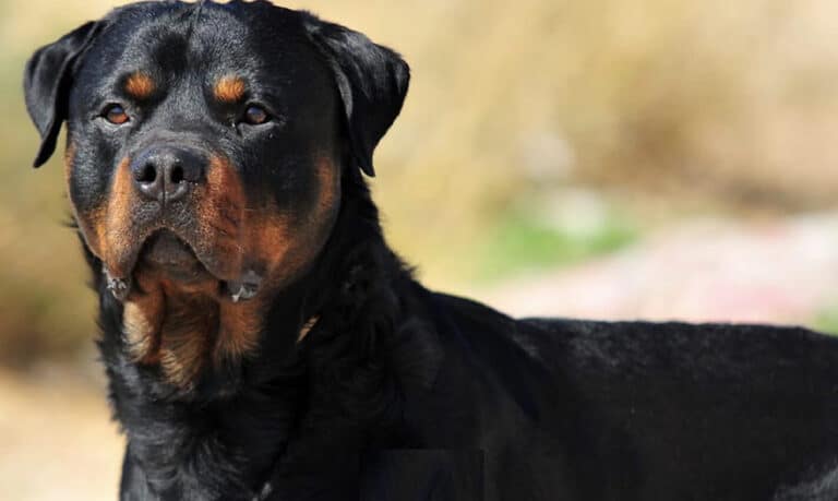 Καλαμάτα: Ανατρέπονται όλα στην υπόθεση με το ροτβάιλερ – Μόλις μαθεύτηκε για τον ιδιοκτήτη.