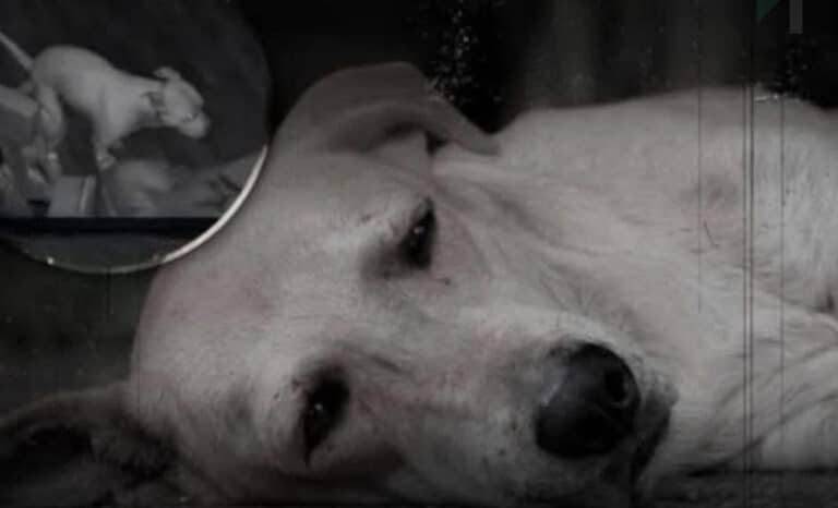 Αυτό που κάνει ένας σκύλος πριν πεθάνει θα σου ραγίσει την καρδιά