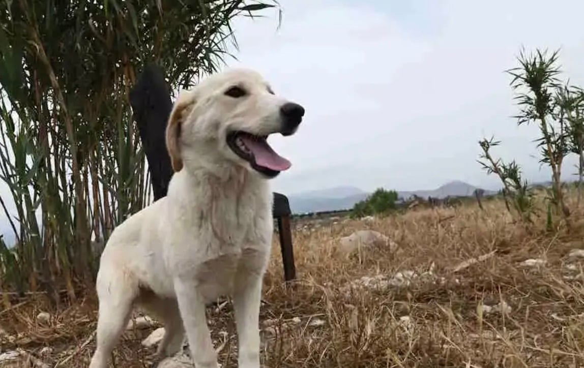 stigmiotypo othonis 2025 11 11 22.10.49