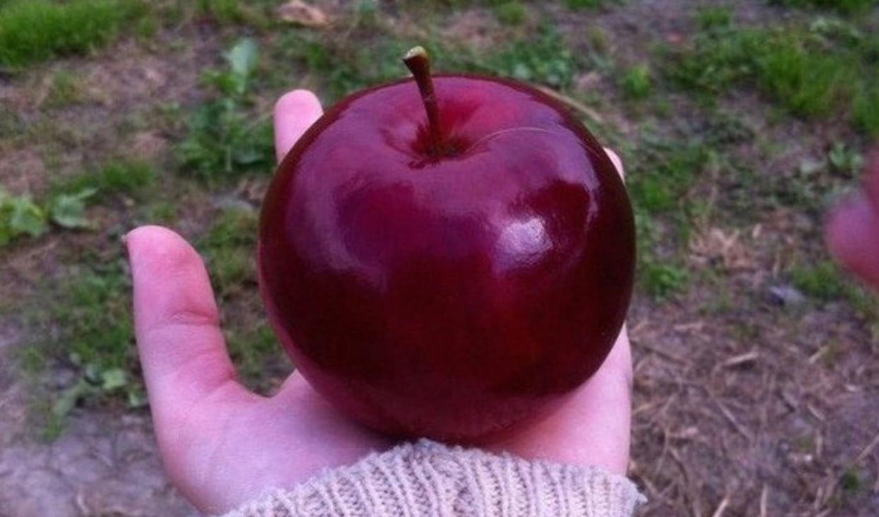 stigmiotypo othonis 2025 11 12 15.30.56