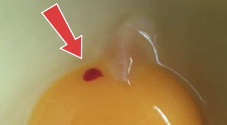 Πρέπει να τρώμε αυγά με κηλίδες αίματος;