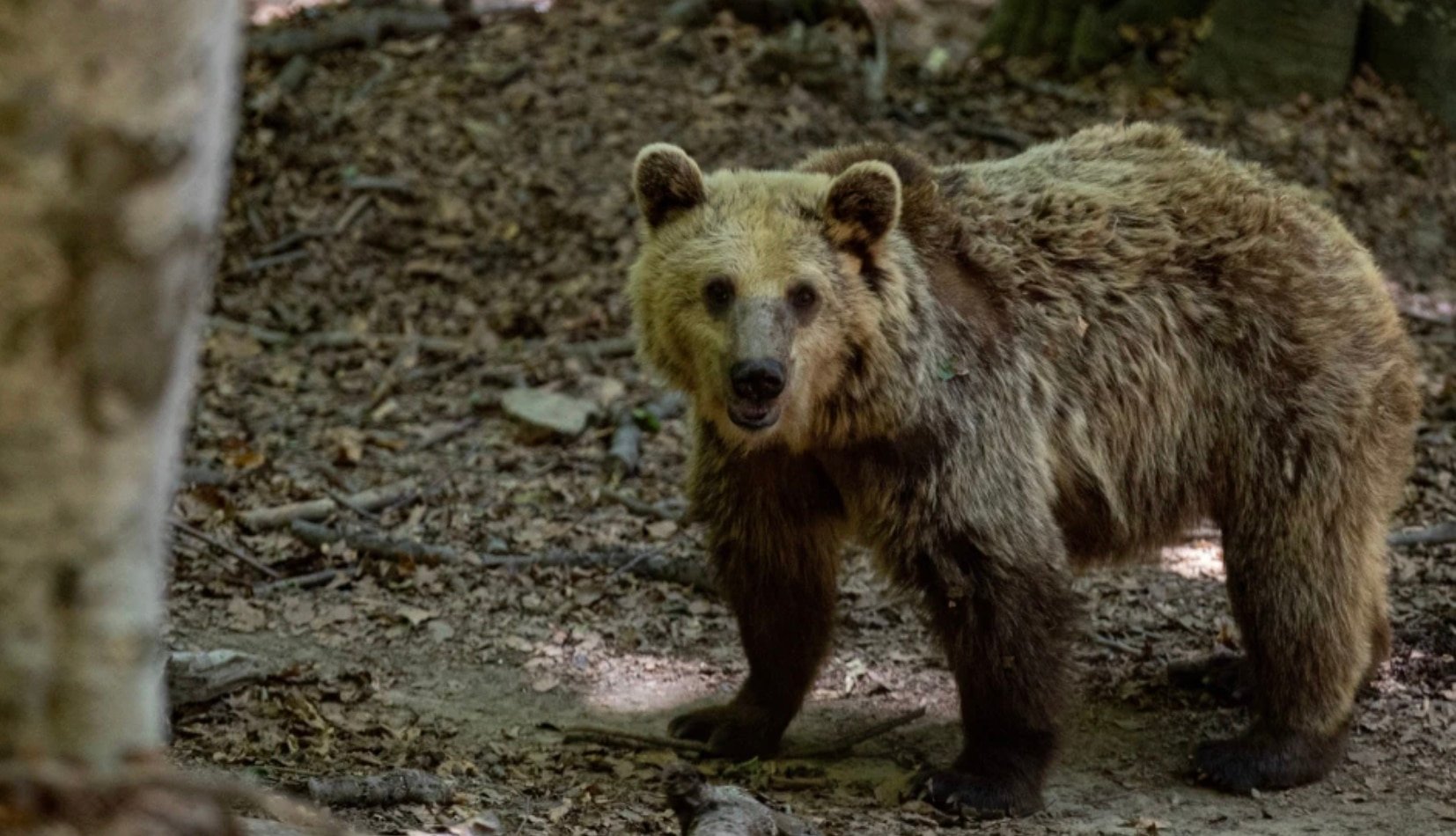 stigmiotypo othonis 2025 11 17 17.26.00