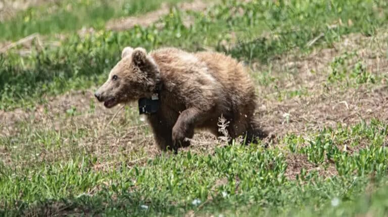 Σοκ στη Δράμα: Σκότωσαν με τον πιο άκαρδο και φριχτό τρόπο νεαρή αρκουδίτσα