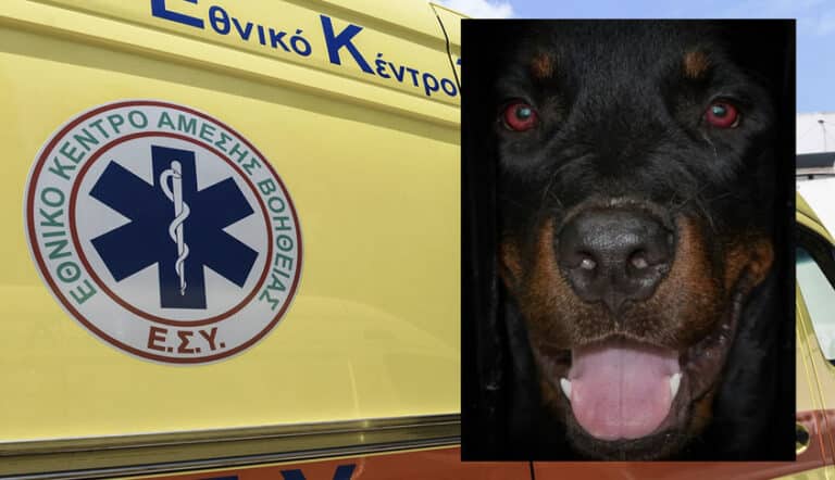 Άργος: Άγρια επίθεση αδέσποτων σκυλιών σε 17χρονη