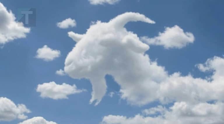 Είδες πρώτα μια χελώνα ή μια κατσίκα; – Τι αποκαλύπτει αυτό για το πώς λειτουργεί  ο εγκέφαλός σου