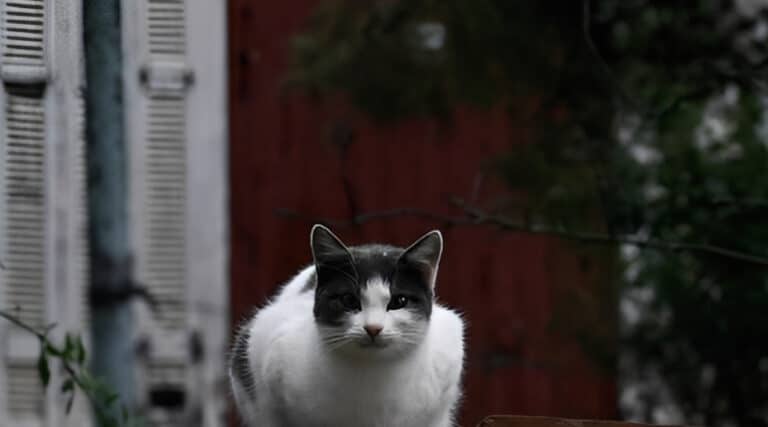 Ινδονησία: Τέλος στο κρέας σκύλου και γάτας – Ιστορική απαγόρευση στην Τζακάρτα