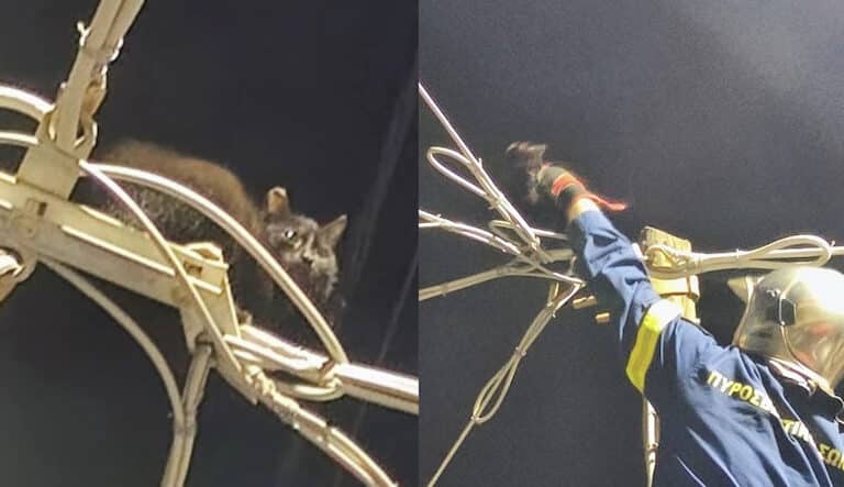 Πυροσβέστες έσωσαν γατάκι που είχε σκαρφαλώσει σε κολώνα του ΟΤΕ