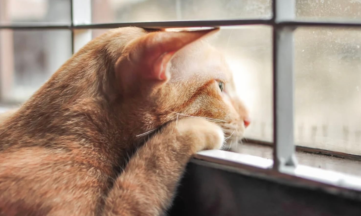 stigmiotypo othonis 2025 11 27 01.42.56