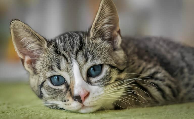 Φρίκη στη Θεσσαλονίκη: Ζευγάρι εξέτρεφε γάτες τις οποίες προόριζε για φαγητό