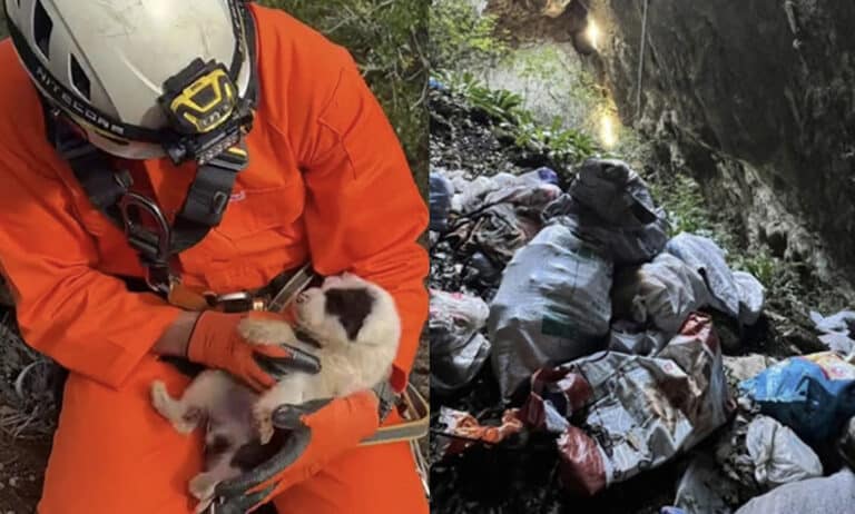 Νέα κτηνωδία-σοκ στην Ελλαδα: Πέταξαν κουτάβια σε γκρεμό 20 μέτρων, σώθηκε ένα που προστάτεψαν σακούλες σκουπιδιών