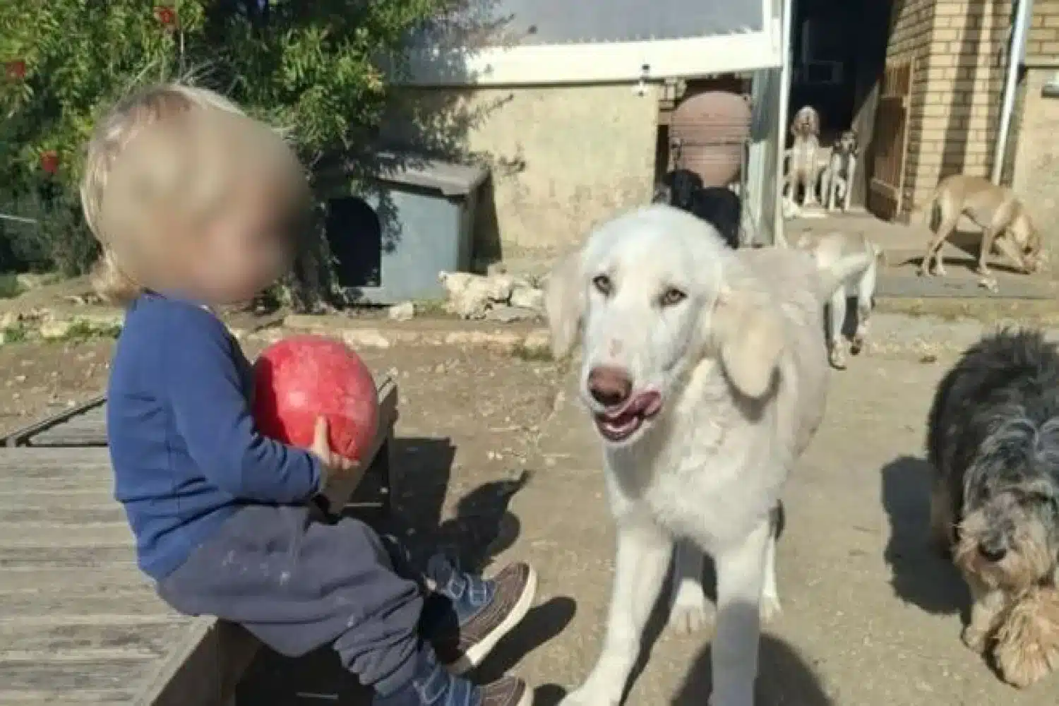 Θρήνος για τον μικρό άγγελο της Ζακύνθου - Αυτός είναι ο λόγος που το πίτμπουλ τον κατασπάραξε και τον σκότωσε 2 dixronos zakynthos skylos 7 12 2025.jpg
