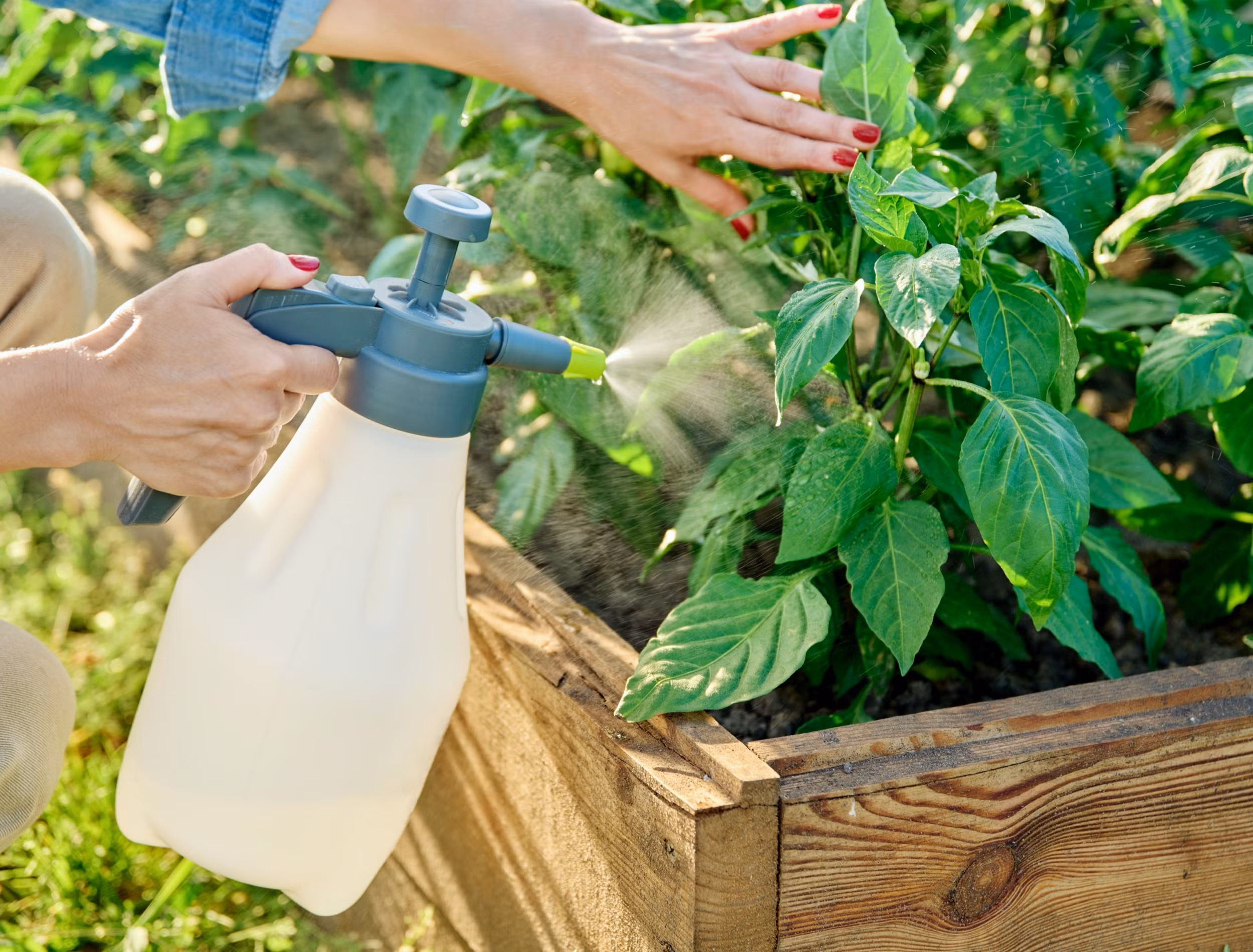 10 από τα καλύτερα κόλπα κηπουρικής που οι περισσότεροι δεν γνωρίζουν 9 foliar spray for in the garden