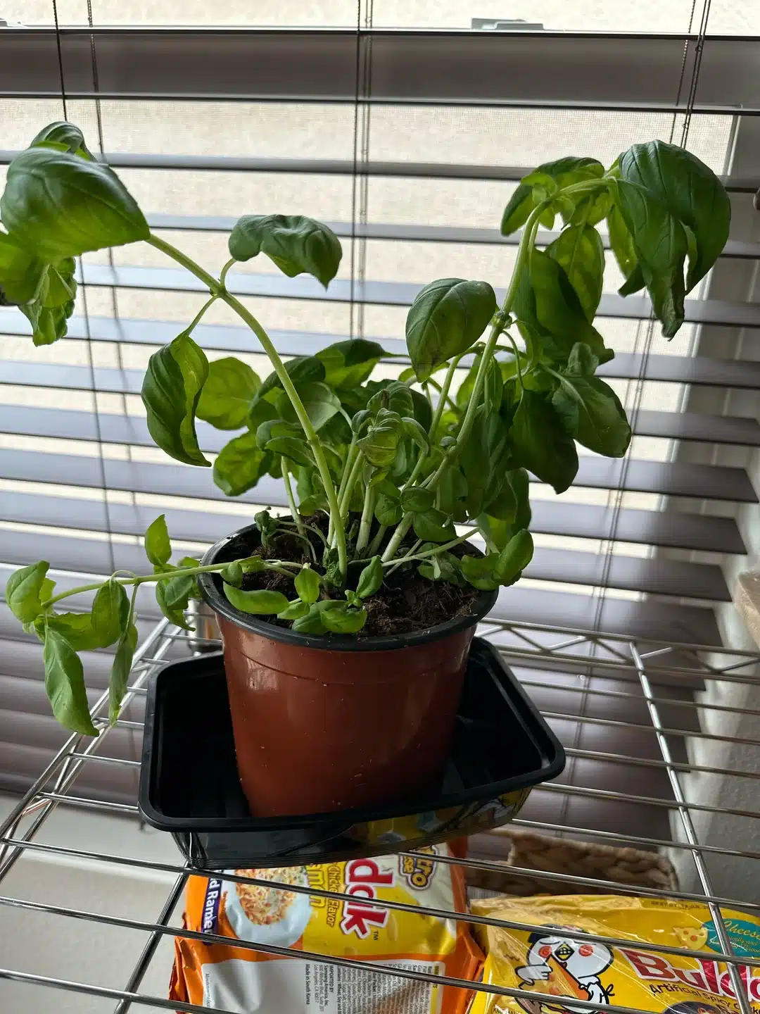 i kill plants help me with the basil plant v0