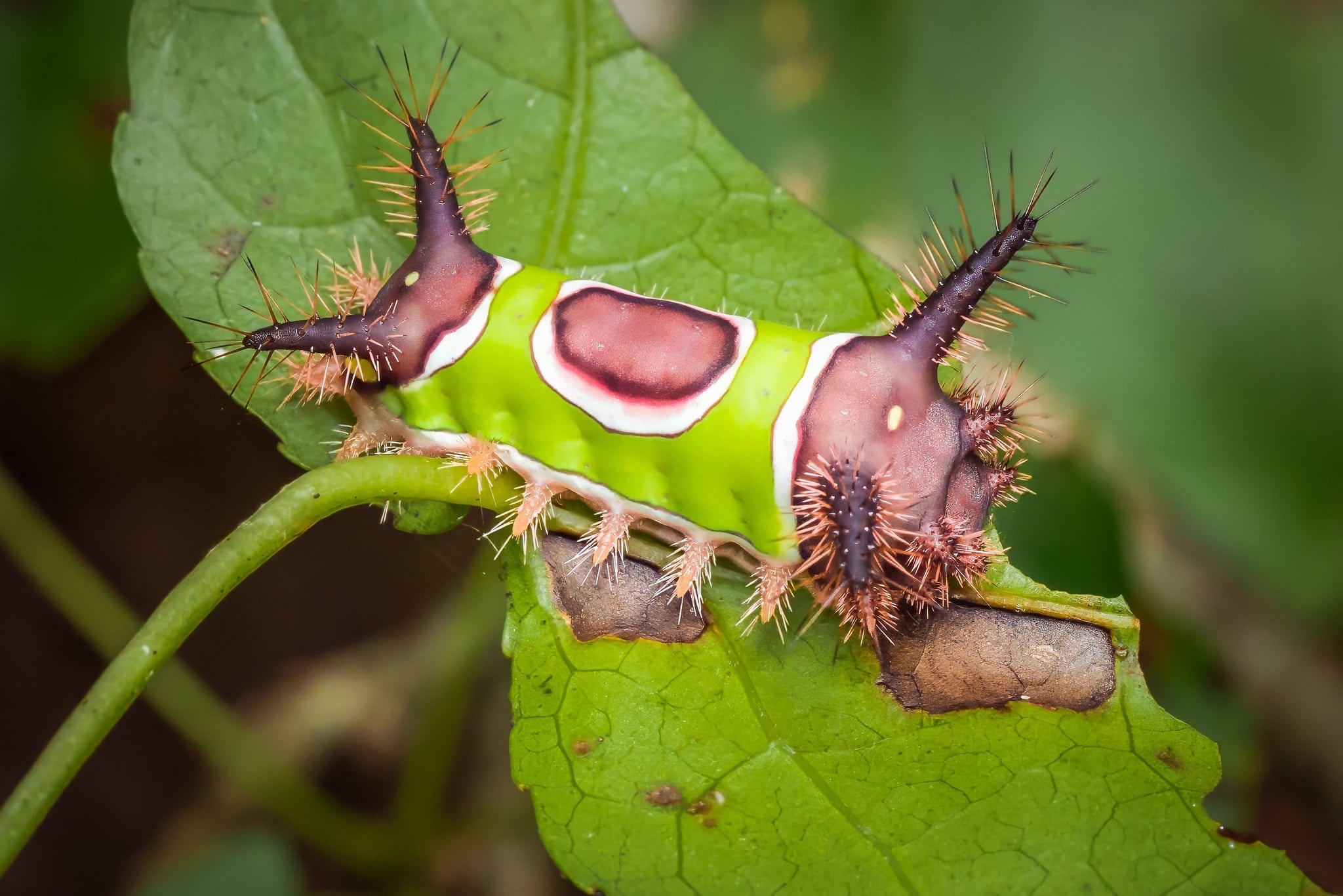saddleback caterpillar moth madison county ga usa imported from inaturalist photo 560684599