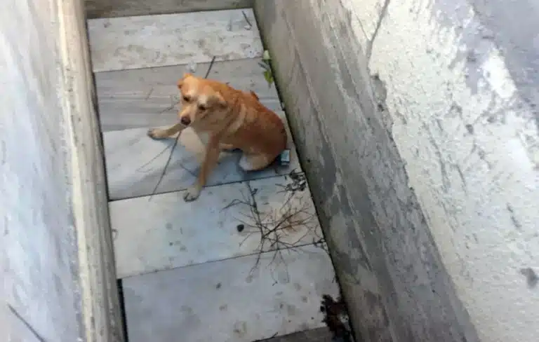 Σκύλος βρέθηκε μέσα σε ανοιχτό τάφο – «Ντροπή σας», ξεσπά ο άνδρας που τον έσωσε