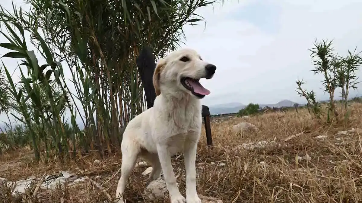 Φρίκη στη Θεσσαλονίκη: 90χρονος ακινητοποίησε σκύλο με χαρτοταινία και τον έθαψε ζωντανό 1 skylos217570 eurokinissi 26092024 1200x675 1