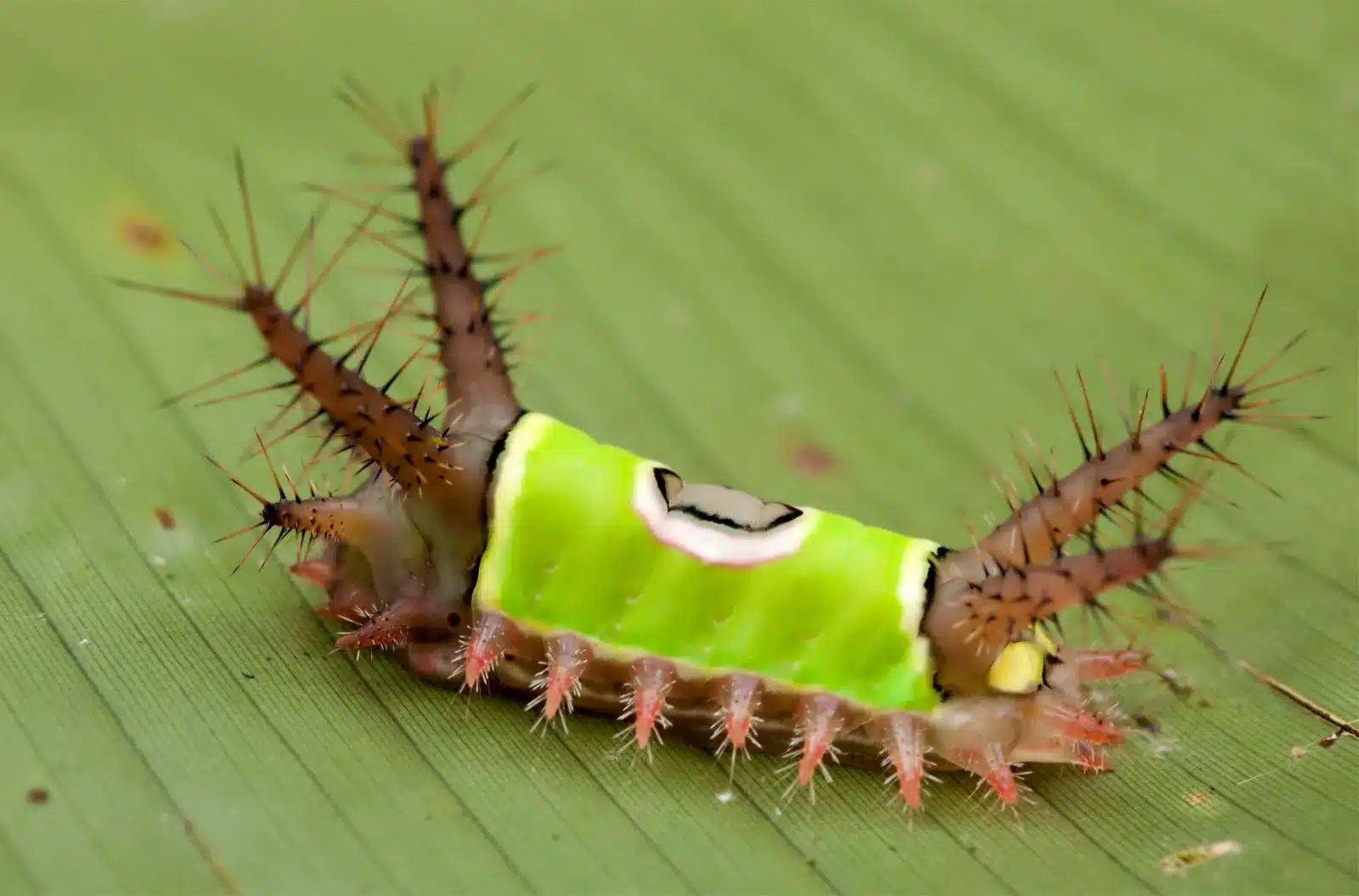 slug caterpillar moth saddleback caterpillar