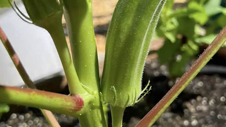 Το παρεξηγημένο πράσινο λαχανικό που μειώνει φυσικά την χοληστερίνη
