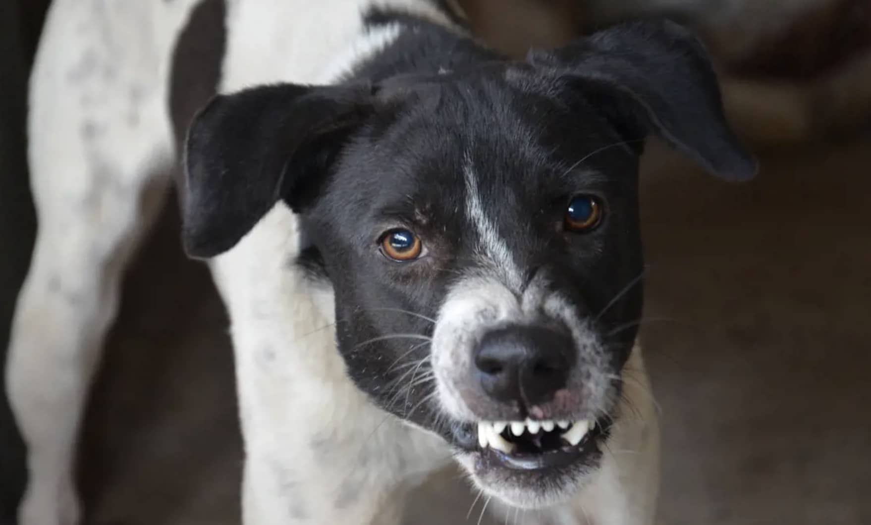 stigmiotypo othonis 2025 12 07 02.03.43