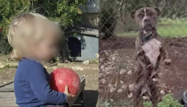 Θρήνος για τον μικρό άγγελο της Ζακύνθου – Αυτός είναι ο λόγος που το πίτμπουλ τον κατασπάραξε και τον σκότωσε