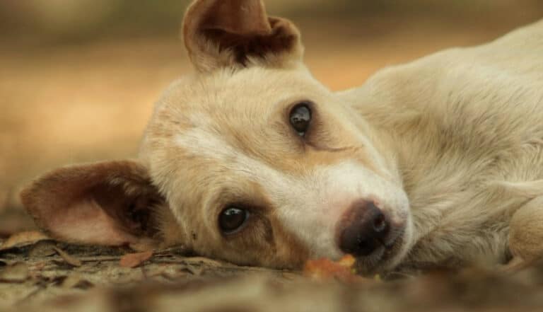 Σοκ στο Ηράκλειο: Με «παπάκι» πάτησε γυναίκα, σκότωσε τον σκύλο της και εξαφανίστηκε
