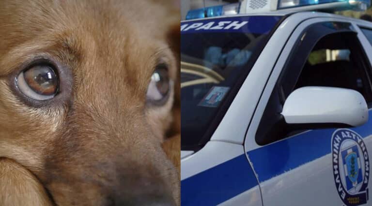 Φρίκη στη Θεσσαλονίκη: 90χρονος ακινητοποίησε σκύλο με χαρτοταινία και τον έθαψε ζωντανό