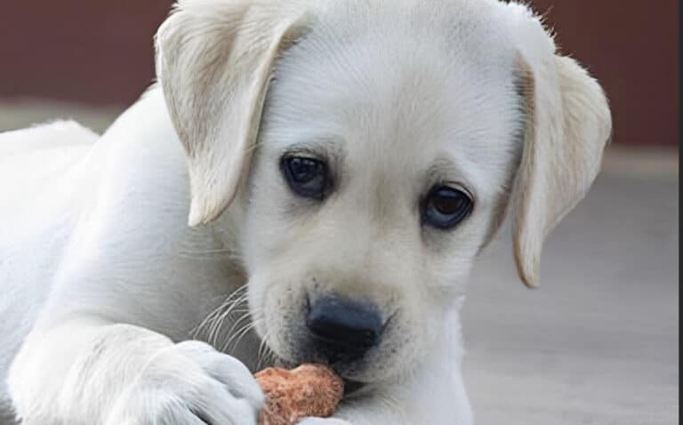 Φρίκη στην Πάτρα: 89χρονη σκότωσε κουτάβια – Της πέταξε πέτρα 25χρονος και τον χτύπησε στο κεφάλι με μεταλλικό αντικείμενο