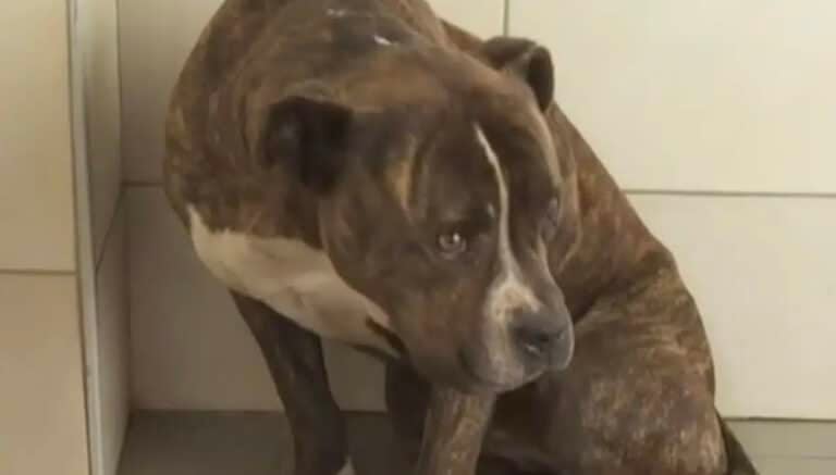 Ζάκυνθος: Πάνω από 30 άνθρωποι θέλουν να υιοθετήσουν το πίτμπουλ που σκότωσε το δίχρονο παιδί