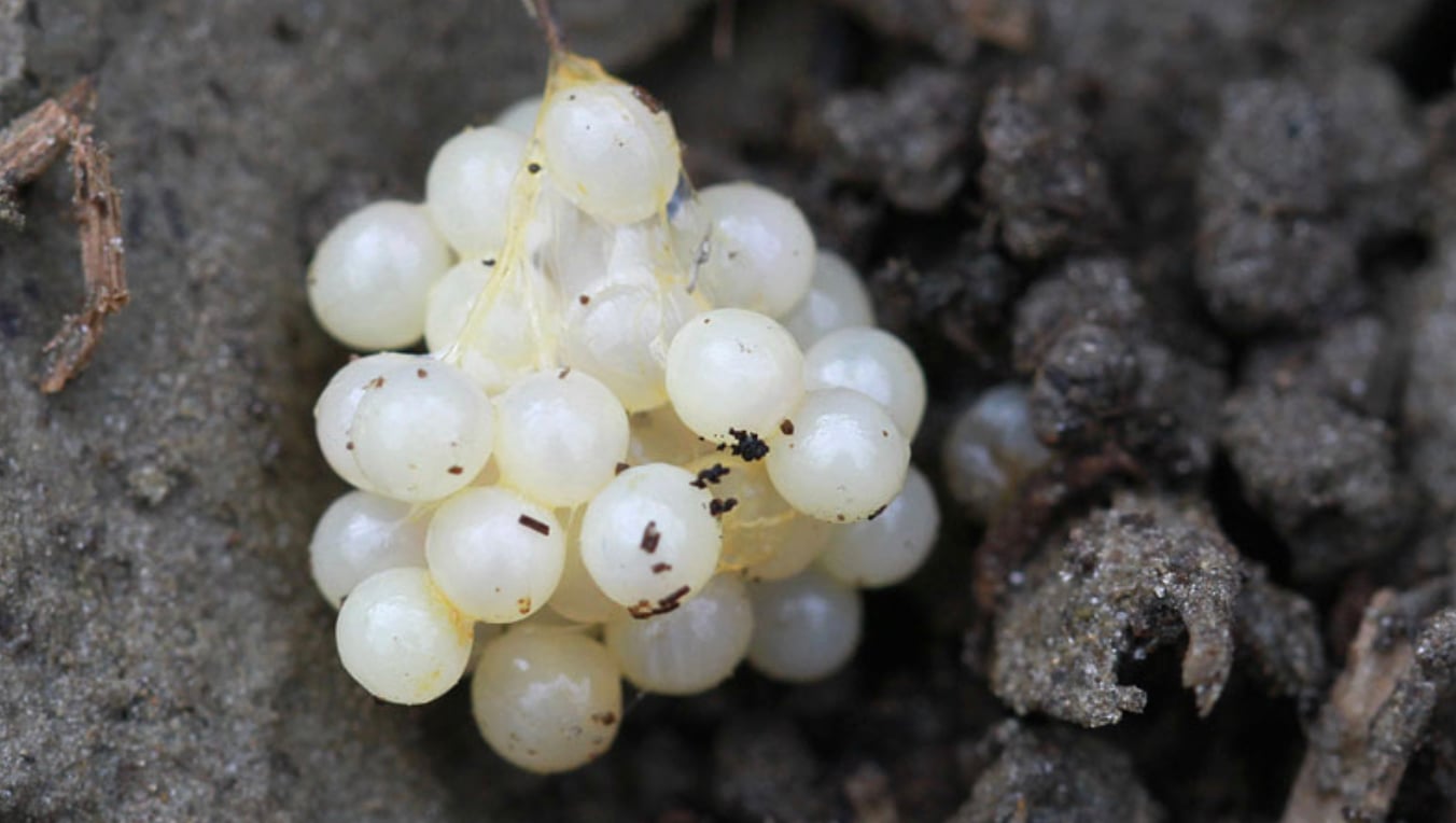 stigmiotypo othonis 2025 12 13 22.20.17