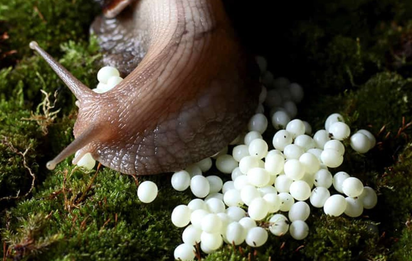 stigmiotypo othonis 2025 12 13 22.28.30