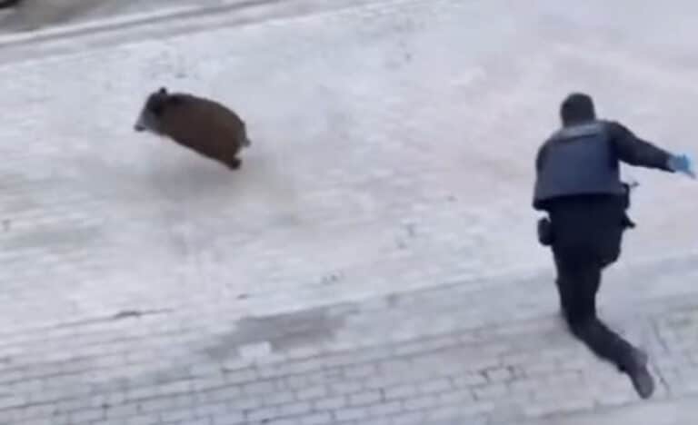 Απίστευτες εικόνες: Αστυνομικοί της ΕΛ.ΑΣ κυνηγάνε αγριογούρουνο σε γειτονιά