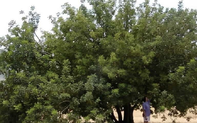 H υπερτροφή που έχει τριπλάσιο ασβέστιο από το γάλα