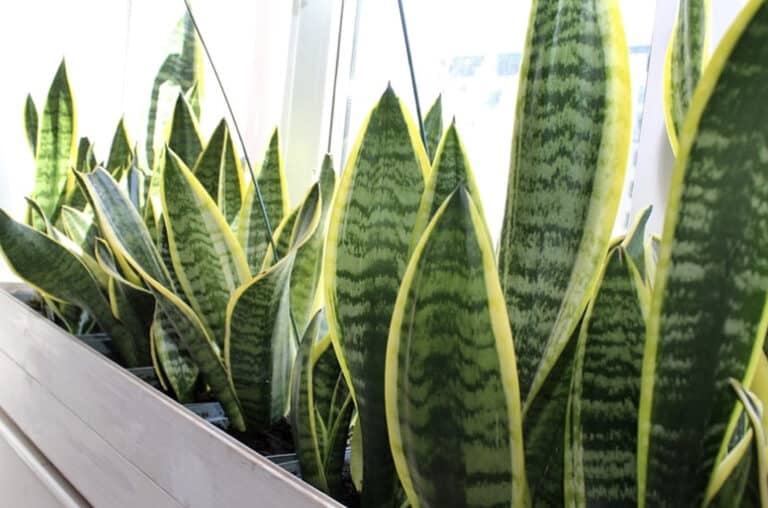 Να γιατί βάζουν αυτό το φυτό στο υπνοδωμάτιο τους. Ο λόγος είναι μεγαλοφυής