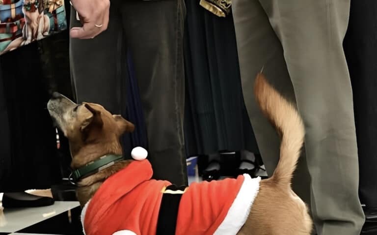 Με στολή Άγιου Βασίλη ο Πίνατ – Χαμογελαστός ο Κυριάκος Μητσοτάκης