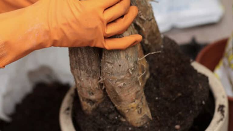 Αυτό το φυτό είναι το δημοφιλέστερο για το 2026 – Φέρνει θετική ενέργεια και στιλ στο σπίτι