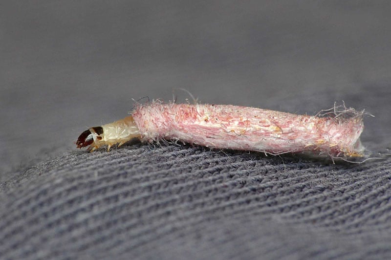 0240tinea pellionellalarvapc