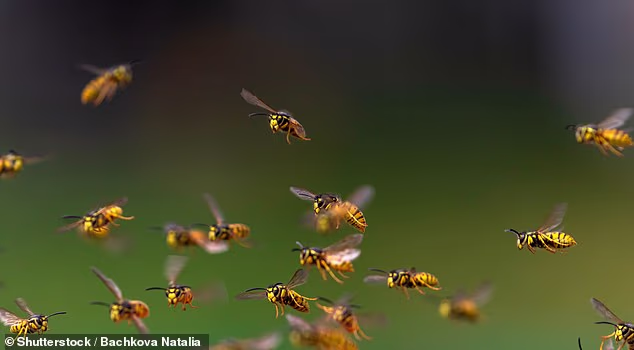Δραματική προειδοποίηση για την ανθρωπότητα, καθώς τα έντομα «σιωπούν» μυστηριωδώς 2 105941639 15510223 image a 31 1769714305298