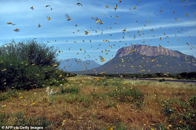 Δραματική προειδοποίηση για την ανθρωπότητα, καθώς τα έντομα «σιωπούν» μυστηριωδώς 1 105941853 15510223 image a 17 1769714083620