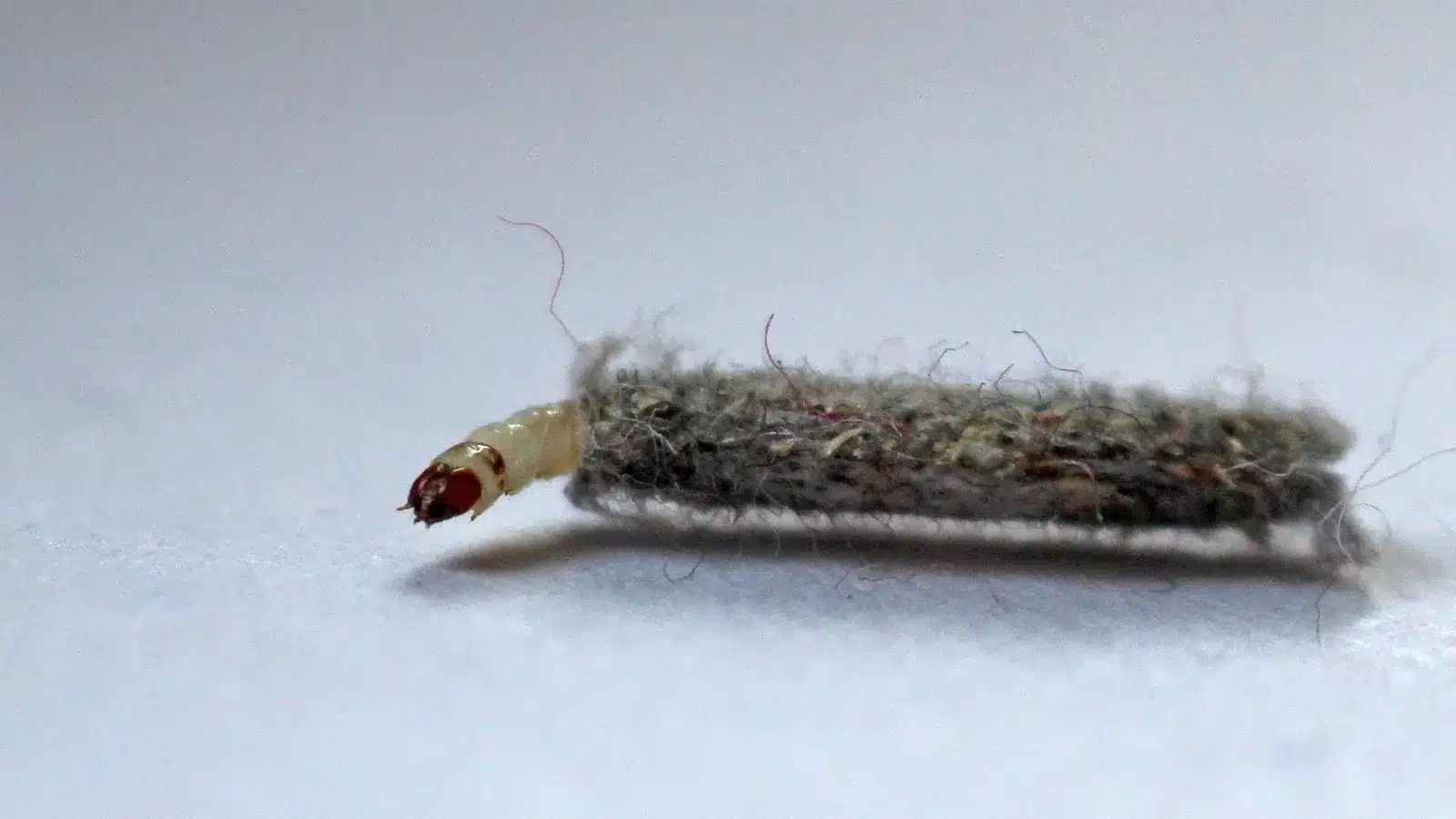 To περίεργο έντομο που εμφανίζεται στους τοίχους και τα ταβάνια του σπιτιού 1 170126 case bearing moth 4