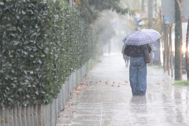 4963761 1 scaled e1768942984269 768x512 1