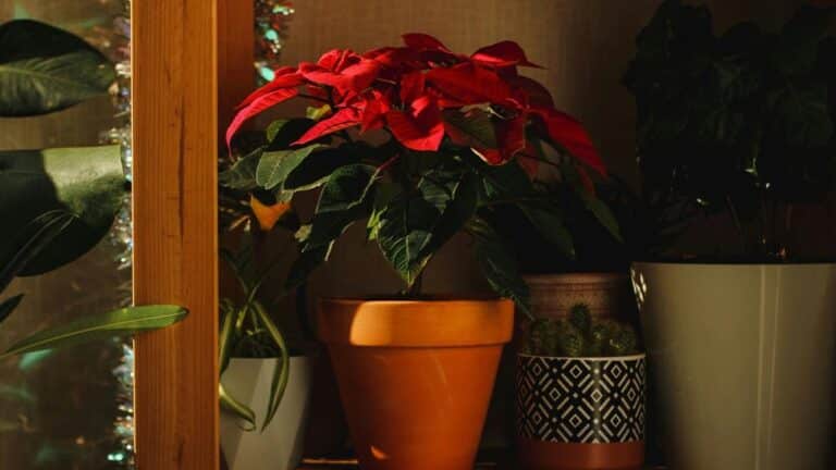 Πόσο ζουν πραγματικά τα αλεξανδρινά; Συμβουλές κηπουρού για να διατηρηθούν ζωντανά όλη τη σεζόν