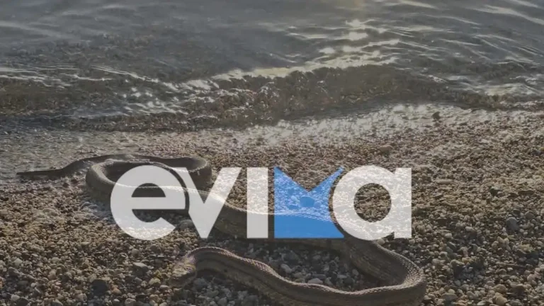 Εύβοια: Μεγάλο φίδι σε παραλία στο Αλιβέρι – Φωτογραφίες και βίντεο