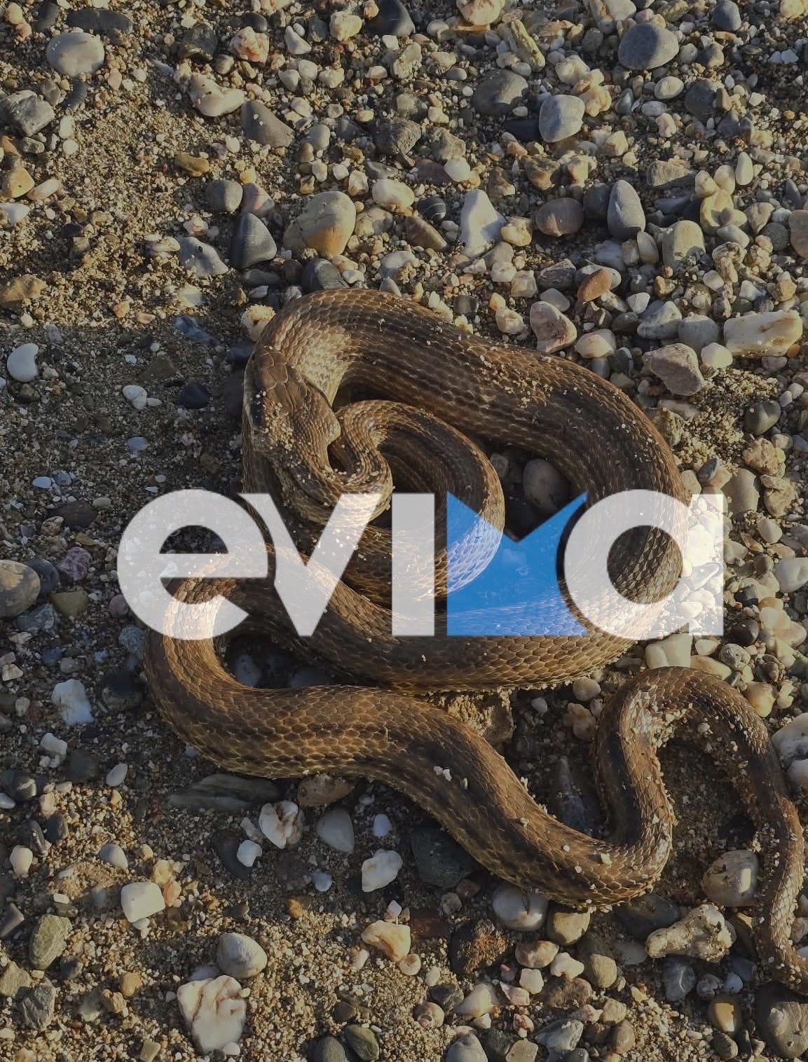 fidi evoia2 24012026