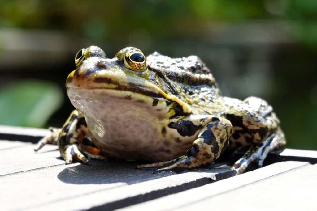 frog 3856056 e1649571055839 1024x683 1