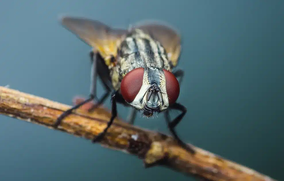 Δραματική προειδοποίηση για την ανθρωπότητα, καθώς τα έντομα «σιωπούν» μυστηριωδώς 3 muges