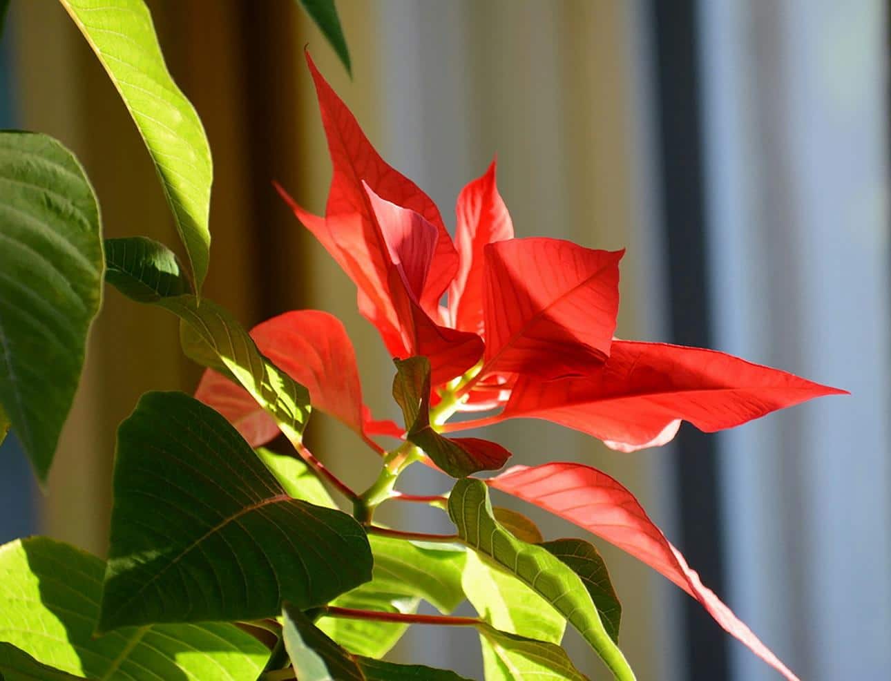 poinsettia 0