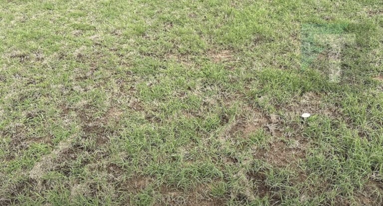 Όλοι μπορούν να δουν το γρασίδι, αλλά μόνο όσοι έχουν τρομερή όραση εντοπίζουν το φίδι σε λιγότερο από 30 δευτερόλεπτα