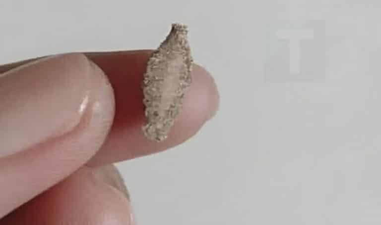 To περίεργο έντομο που εμφανίζεται στους τοίχους και τα ταβάνια του σπιτιού