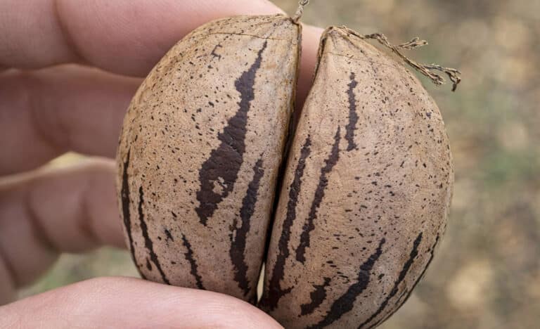 Ο ξηρός καρπός-ήρωας της καρδιάς – Ρυθμίζει χοληστερόλη και τριγλυκερίδια